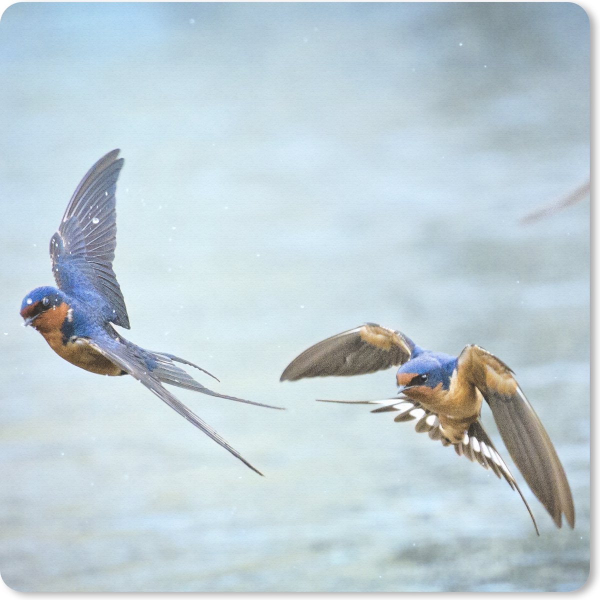 Muismat 20x20 cm - Mousepad Zwaluw - Water - Blauw - Muismatten