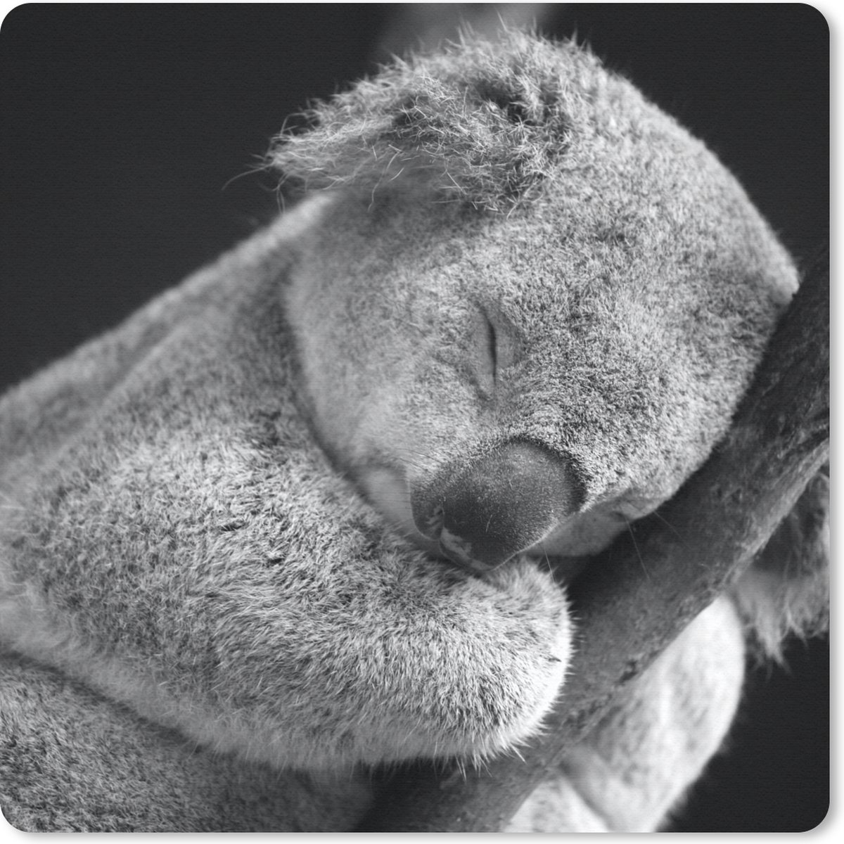 Muismat 30x30 cm - Mousepad Koala - Tak - Zwart - Kids- Jongens - Meisjes - Muismatten