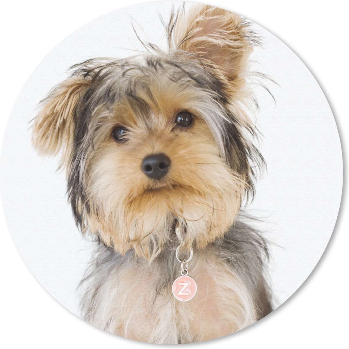 Muismat rond 50x50 cm - Mousepad Portret van Yorkshire terrier - Ronde muismatten