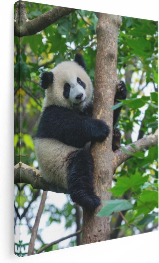 Artaza Canvas Schilderij Panda in de Bomen - Foto Op Canvas - Canvas Print