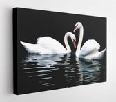 Canvas schilderij - Two white swans, isolated on black  -     46948315 - 80*60 Horizontal