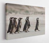 Canvas schilderij - Magellanic penguins heading out to sea for fishing on a sandy beach in Falkland islands  -     270736583 - 40*30 Horizontal