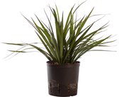 Plant in hydrocultuur systeem van Botanicly: Drakenboom met weinig onderhoud – Hoogte: 25 cm – Dracaena Marginata