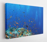 Canvas schilderij - Bright Coral Reef -     1236021712 - 40*30 Horizontal