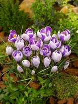 500x Crocus 'Pickwick gestreept grootbloemig'  bloembollen met bloeigarantie