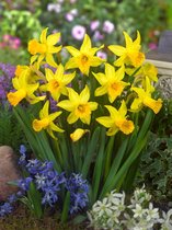 250x Narcissen 'February gold'  bloembollen met bloeigarantie