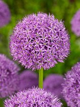 40x Allium 'Gladiator'  bloembollen met bloeigarantie