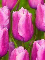 250x Tulpen 'Holland beauty'  bloembollen met bloeigarantie