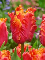 80x Tulpen 'Amazing parrot' - BULBi® Bloembollen met bloeigarantie