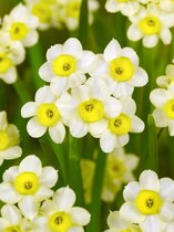 100x Narcissen 'Minnow'  bloembollen met bloeigarantie