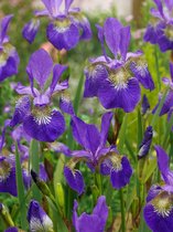 15x Iris 'Iris claret cup sibirica'  bloembollen met bloeigarantie