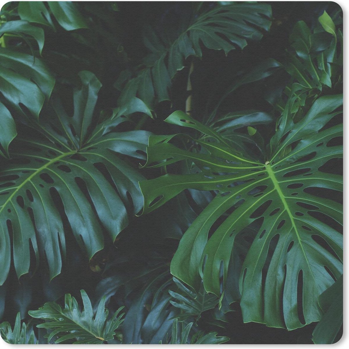 Muismat 30x30 cm - Mousepad Planten - Jungle - Bladeren - Muismatten