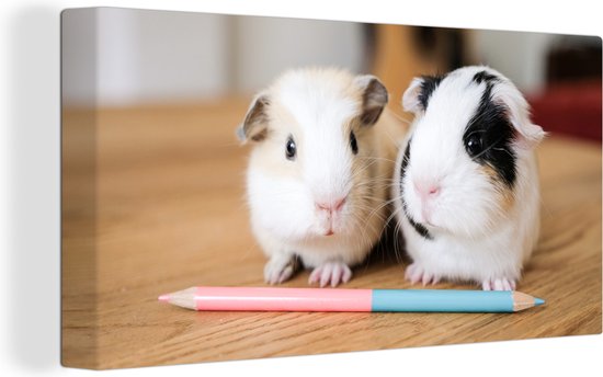 Canvas Schilderij Schattige baby-cavia's - 80x40 cm - Wanddecoratie