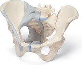 Bekken vrouw met banden - skeletmodel - modellichaam - lichaamskelet - geraamte - beenderen -