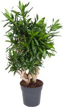 Kamerplant van Botanicly – Drakenboom – Hoogte: 110 cm – Dracaena reflexa Song of Jamaica