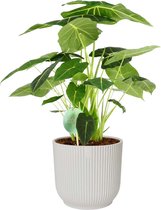 Kamerplant van Botanicly – Olifantsoor in witte ELHO plastic pot als set – Hoogte: 70 cm – Alocasia Frydek