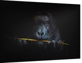 Gorilla met bamboe op zwarte achtergrond - Foto op Dibond - 90 x 60 cm