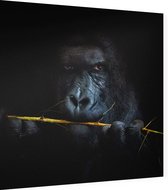 Gorilla met bamboe op zwarte achtergrond - Foto op Dibond - 40 x 40 cm