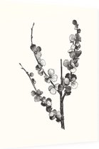 Dwergberk zwart-wit (Dwarfbirch) - Foto op Dibond - 30 x 40 cm
