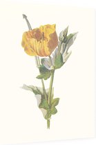 Gele Hoornpapaver (Yellow Horned Poppy) - Foto op Dibond - 30 x 40 cm