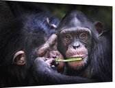 Chimpansee schattig koppel - Foto op Dibond - 60 x 40 cm