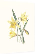 Gele Narcis (Daffodil) - Foto op Dibond - 60 x 80 cm