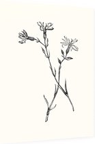 Echte Koekoeksbloem zwart-wit (Ragged Robin) - Foto op Dibond - 30 x 40 cm