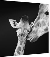 Giraffe koppel op zwarte achtergrond - Foto op Dibond - 40 x 40 cm