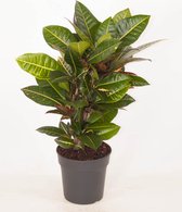 Kamerplant van Botanicly – Croton – Hoogte: 60 cm – Codiaeum Petra