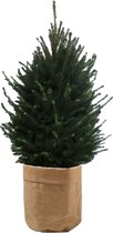 Boom van Botanicly – Picea glauca Super Green met een bruine paper-look pot als set – Hoogte: 110 cm