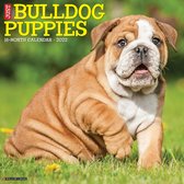 Engelse Bulldog Puppies Kalender 2022