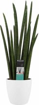 Hellogreen Kamerplant - Vrouwentong - Sansevieria Cylindrica Rocket - 70 cm - Elho brussels white
