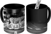 Magische Mok - Foto op Warmte Mok - Overstekende zebra - 350 ML