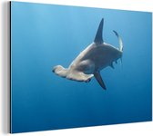 Hammerhead Shark Aluminium 120x80 cm - Tirage photo sur aluminium (décoration murale en métal)