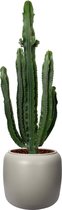 Cactus van Botanicly – Cactus in beige plastic pot 'ELHO pure beads' als set – Hoogte: 110 cm – Euphorbia Eritrea