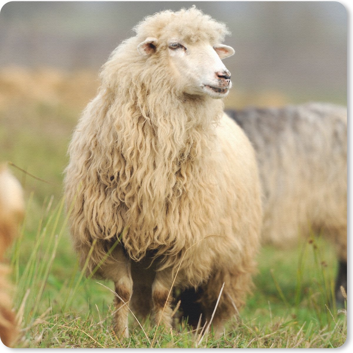 Muismat 20x20 cm - Mousepad Schaap - Wol - Gras - Muismatten