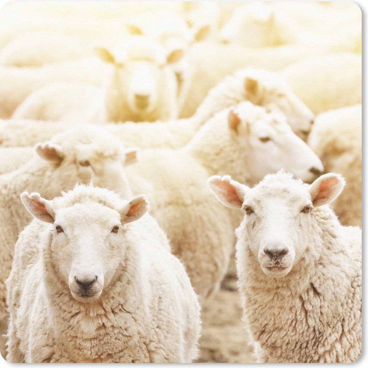 Muismat 20x20 cm - Mousepad Schapen - Wol - Wit - Muismatten