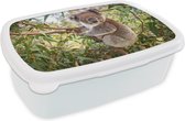 Boîte à pain Wit - Boîte à lunch - Boîte à pain - Koala - Feuilles - Branches - 18x12x6 cm - Adultes
