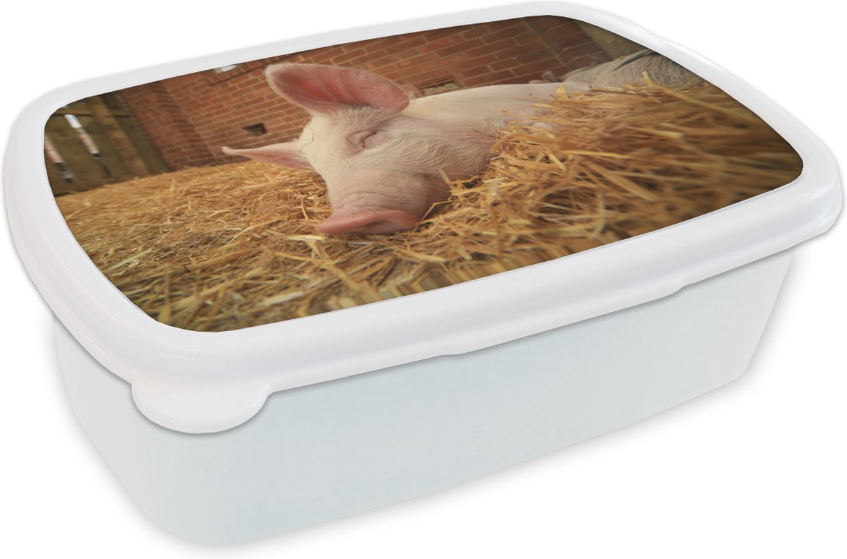 Broodtrommel Wit - Lunchbox - Brooddoos - Varken - Stro - Dier - 18x12x6 cm - Volwassenen