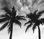 2 Palmbomen zwart wit - Fotobehang (in banen) - 450 x 260 cm
