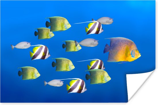 Poster Grand poisson chef de file de poissons tropicaux 180x120 cm - Tirage photo sur Poster (décoration murale salon / chambre) XXL / Groot format!