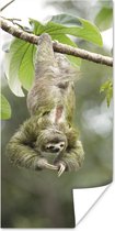 Poster Un paresseux pendu la tête en bas dans les arbres - 60x120 cm