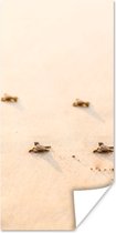 Poster Baby schildpadden fotoprint - 60x120 cm
