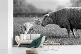 Behang - Fotobehang Schaap begroet haar lam in de wei - zwart wit - Breedte 360 cm x hoogte 240 cm