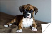 Boxer puppy ligt op een kussen Poster 180x120 cm - Foto print op Poster (wanddecoratie woonkamer / slaapkamer) / Huisdieren Poster XXL / Groot formaat!