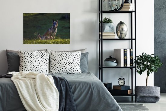 Un Malinois veille sur son pâturage Poster 90x60 cm - Tirage photo sur Poster (décoration murale salon / chambre) / Poster Animaux domestiques