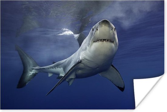 Poster Grote witte haai