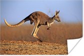 Actiefoto van kangoeroe Poster 180x120 cm - Foto print op Poster (wanddecoratie woonkamer / slaapkamer) / Wilde dieren Poster XXL / Groot formaat!