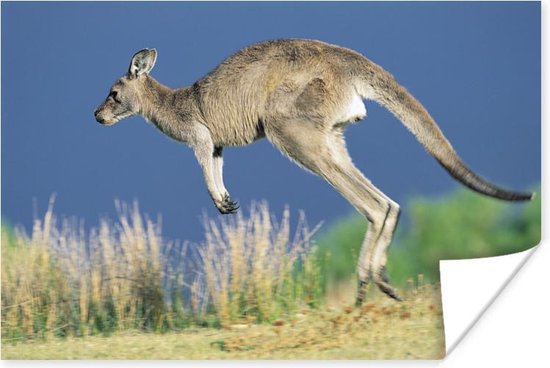 Springende kangoeroe Poster 60x40 cm - Foto print op Poster (wanddecoratie woonkamer / slaapkamer) / Wilde dieren Poster