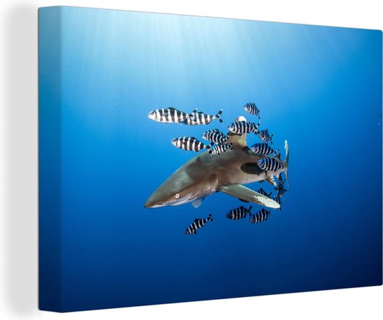 Canvas Schilderij Haai met vissen - 60x40 cm - Wanddecoratie